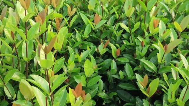 Syzygium smithii Lily Pilly displays vibrant evergreen foliage with dense natural garden greenery.