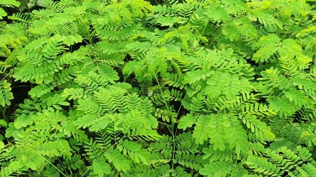 Tamarindus indica tamarind plant grows with healthy evergreen foliage in a tropical landscape.