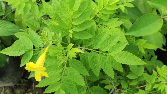 Tecoma stans Yellow Bells flower blooms with brilliant golden blossoms in a vibrant tropical garden.