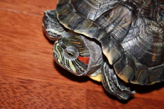 A close-up of a turtle with a patterned shell and a curious expression on wood.