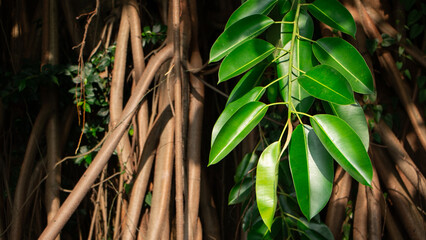 Close up of banyan leaf with tree root background © ANECEPTIUSBAMBANG