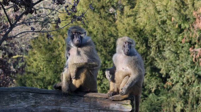 Yellow baboons (Papio cynocephalus) inhabiting the savannas and open woodlands of East Africa.