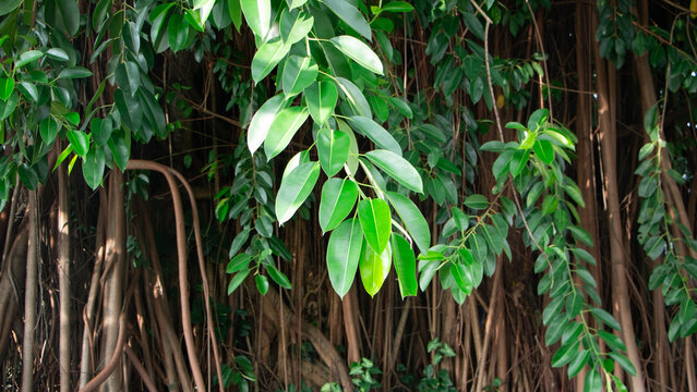 Close up of banyan leaf with tree root background
