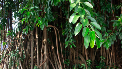 Close up of banyan leaf with tree root background © ANECEPTIUSBAMBANG