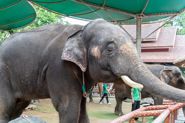Fototapeta premium Large Elephant with Tusks at an Animal Sanctuary