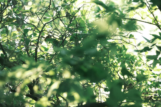 Summer season woods with sunlit green foliage and nostalgic atmosphere