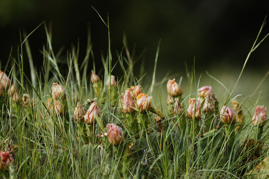 Prickly pear cactus buds emerging in tall grass
