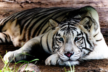 White Tiger Resting on the Ground © TrieuBao