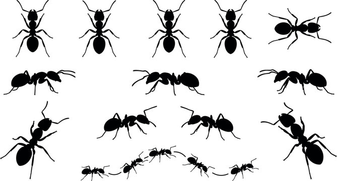 Black ant silhouette icon set featuring marching worker ants colony patterns pest control symbols and crawling insects isolated on white background vector illustration.