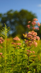 Obraz premium Butterfly in a field on a flower 