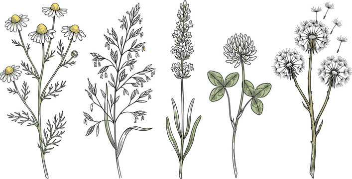 Vintage wildflower vector botanical set with hand drawn sketch illustrations of chamomile daisy meadow grass lavender clover and blowing dandelion seeds