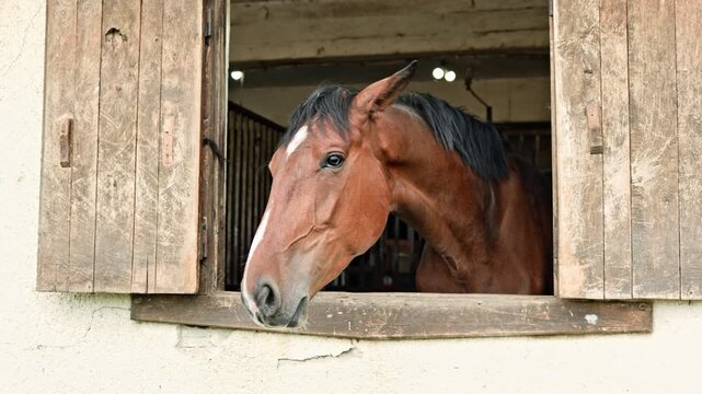 A horse looks out from the window of a stable. The stable has wooden walls and a rustic appearance. Light enters the space as the horse gazes outside, enjoying the sunny day.