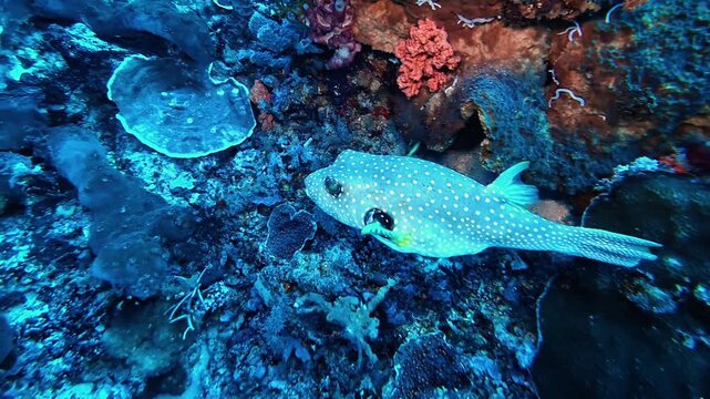 White-spotted pufferfish explores a vibrant reef filled with sponges and hard corals at Bali, Gili Islands. Stunning marine biodiversity and lively colors define this Indo-Pacific paradise.