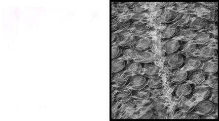 Ancient fossilized shells embedded in stone, prehistoric marine fossils texture, monochrome geological rock formation, natural sedimentary stone pattern © Salim