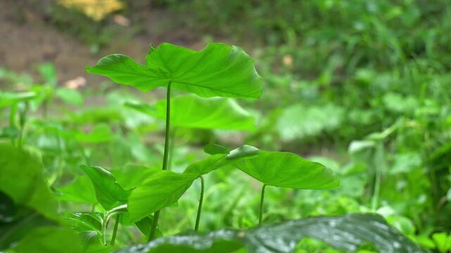 Fresh Green Taro Leaves Growing in Lush Rural Field or Garden. Colocasia Esculenta Plant Close Up with Large Vibrant Green Elephant Ear Leaves.