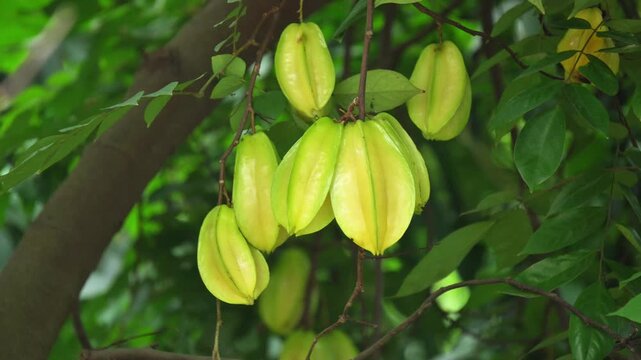 Close Up of Star Fruit Cluster Averrhoa Carambola. Tropical Indian Fruit Ripening in Sunshine on Tree. Fresh Asian Carambola Fruits Growing on Stems in Natural Daylight.