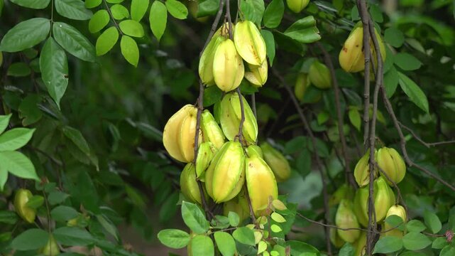 Asian Star Fruits Ripening on Tree Branch Close Up. Organic Star Fruit Agriculture and Cultivation on Tree in Tropical Plantation. Asian Fruit Hanging.