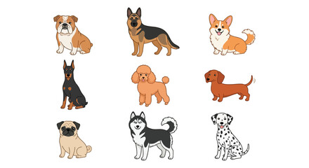Collection of dog breeds vector illustration on a white background dogs canine puppy puppies bulldog german shepherd corgi poodle dachshund pug husky dalmatian breed animal © mdashraful