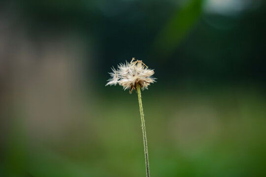 Close-up of a small wild dandelion flower seed head against a blurry green background.