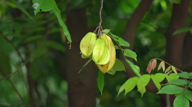 Star Fruit Cluster Averrhoa Carambola Hanging on Tree Branch Close Up. Ripe Fruit Hanging in Orchard Asian Garden.