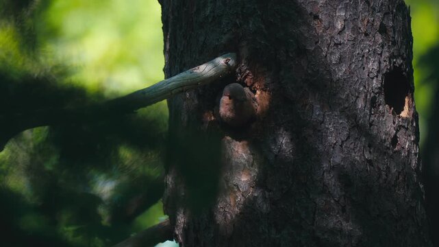 Northern Flicker (Colaptes auratus) at nest cavity opening on large tree trunk, Nova Scotia, Canada