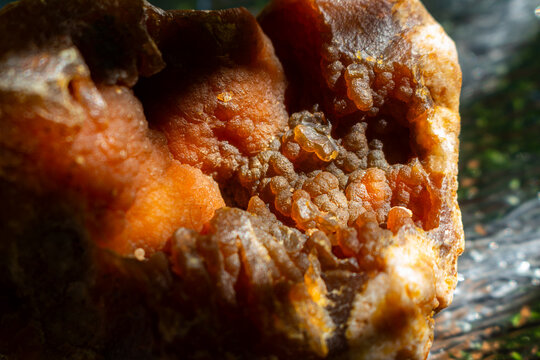 Close-up view of a vibrant orange chalcedony geode featuring botryoidal structures, illuminated by warm natural sunlight highlighting the intricate mineral texture and crystalline cavities