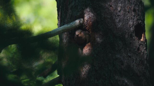 Northern Flicker (Colaptes auratus) at nest cavity opening on large tree trunk, Nova Scotia, Canada