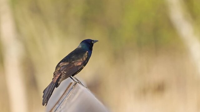 Slow-motion close-up of a Common Grackle perched in bright sunlight, gently moving and appearing to sing in a natural outdoor setting.