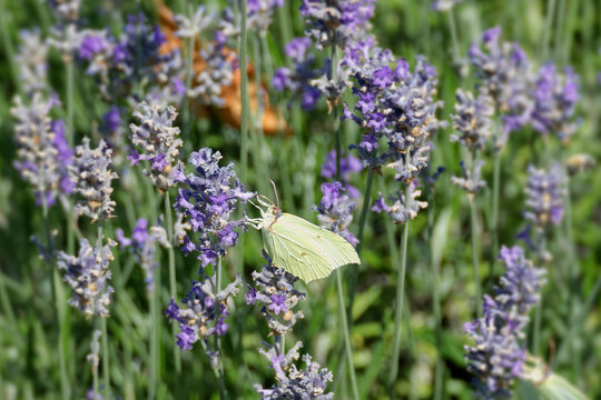 Common brimstone butterfly (Gonepteryx rhamni) sitting on lavender in Zurich, Switzerland