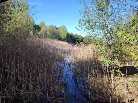 Overgrown wetland with tall dry reeds and a small water stream on a sunny day