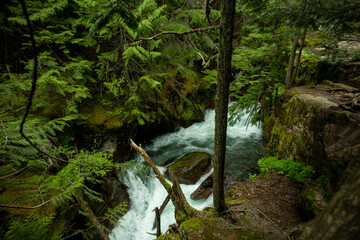 View of Avalanche Creek cutting its way though dense forest in Glacier National Park, Montana. © Wollwerth Imagery