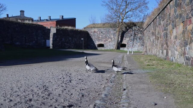 Three barnacle geese cross a rocky path on historic island in daylight showcasing natural wildlife in cultural landscape
