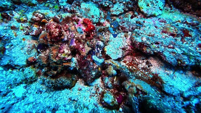 Nudibranch (Chromodoris willani) crawls over a colorful coral reef at Bali, Gili Islands. Vivid patterns and vibrant textures highlight Indonesia&rsquo;s marine biodiversity for underwater explorers