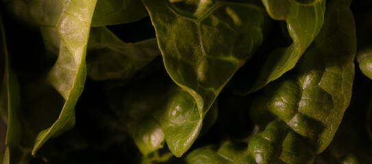 Fototapeta premium Extreme Closeup of Dark Green Spinach Leaves Showing Detailed Texture and Natural Veins Representing Healthy Organic Food and Agriculture Concept