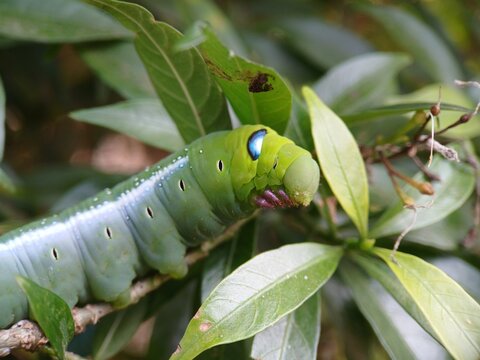 Side Profile of Daphnis Nerii Caterpillar on Branch