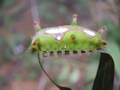 Side view macro of an exotic green stinging slug caterpillar on a leaf