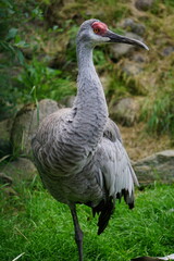 Fototapeta premium Vertical portrait of a sandhill crane (Antigone canadensis) standing on one leg
