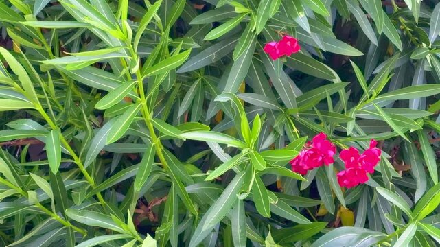 Pink Oleander Flowers Blooming Among Green Leaves
