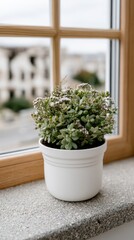 Fototapeta premium A small plant on a windowsill contrasts with a blurred, damaged city outside, showcasing life amid urban decay