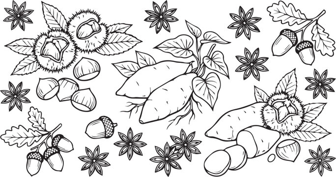 Black and white illustration of various nuts and leaves