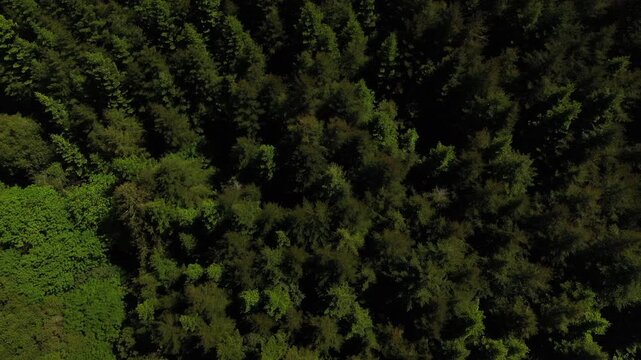 Drone shot of a forrest near Portland Oregon 