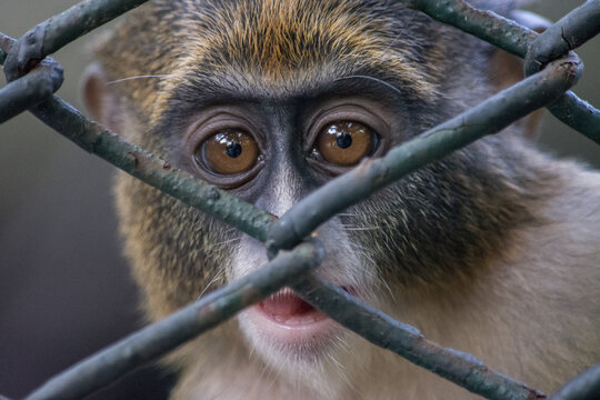Close Up Monkey Behind Wire Cage Looking Through Fence
