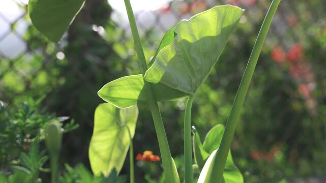 Bright green elephant ear leaves shine in warm sunlight, surrounded by lush foliage and a softly blurred tropical garden filled with natural color and texture.