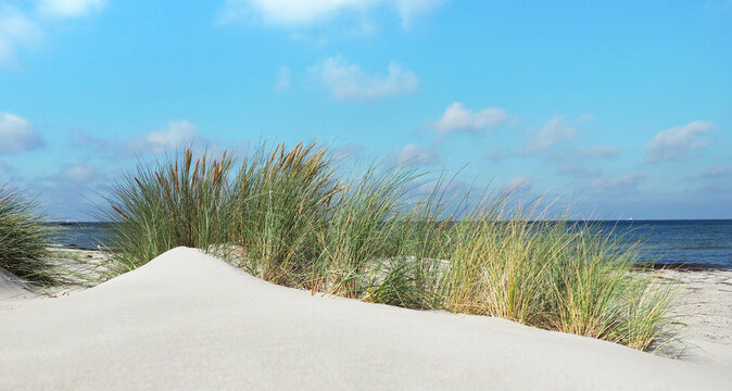 Baltic Sea Beach with Clouds and Sea Grass - Panorama