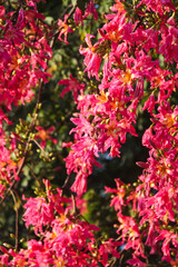 Fototapeta premium Sunlit Pink Blossoms on Tree Branches in Spring