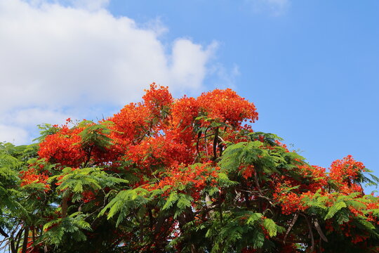 Flame tree or Royal Poinciana or Flamboyant flower with blue sky background