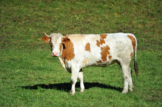 Simmentaler Rind