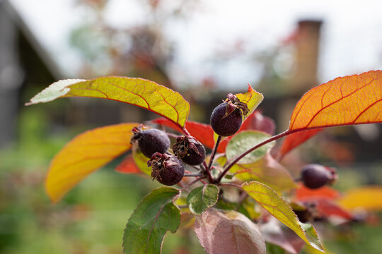 Juneberry fruits on a branch with autumn leaves