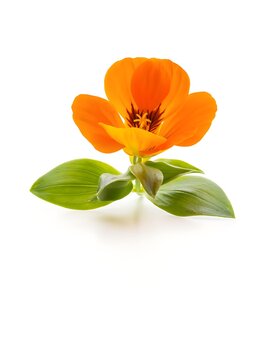 Vibrant orange marigold flower with green leaves isolated.