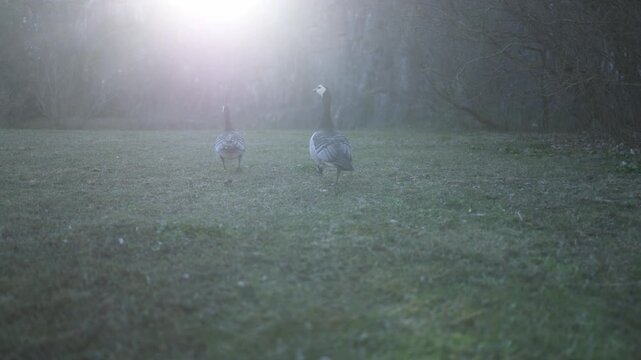 Two barnacle geese walk across green grass through warm sunlight creating peaceful nature scene with golden light and spring atmosphere